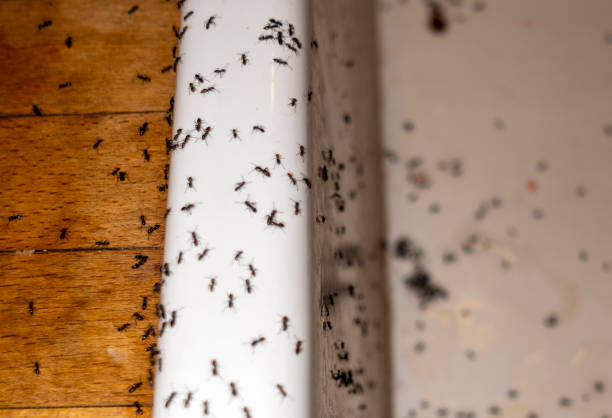 Best Exterminator Services  in Chetopa, KS