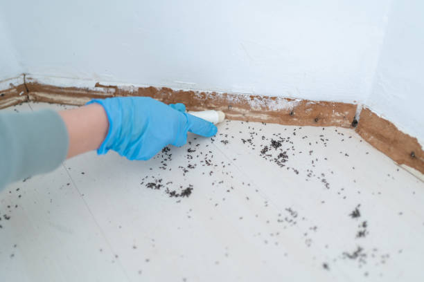 Best Flea Control Services  in Chetopa, KS
